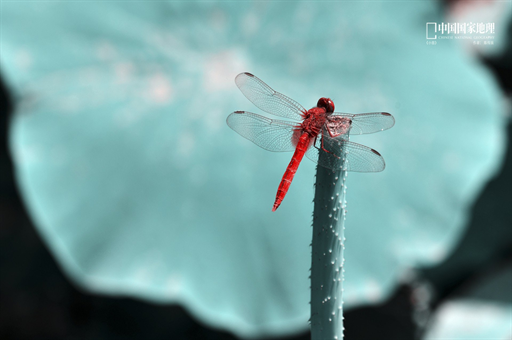 蜜雪冰城多风光，海底捞就多落寞